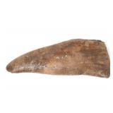 Lot 314 Wonderful Spinosaurus Fossilized Tooth