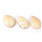 Lot 318 Group of Three Ancient Fossilized Clamshells