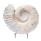 Lot 319 Rare Large Ancient Fossilized Ammonite on Stand