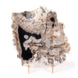 Lot 320 Ancient Petrified Wood Slab with Stand