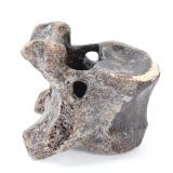Lot 324 Ancient Fossilized Mammoth Vertebra Section