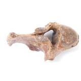 Lot 327 Wonderful Ancient Woolly Mammoth Vertebra Section