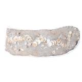 Lot 328 Handsome Ichthyosaur Tail Fossil in Matrix