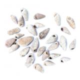 Lot 218 Pre-Columbian Sea Shell Collection