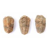 Lot 308 Three Ancient Trilobite Fossils