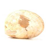 Lot 261 Ancient Fossilized Complete Clam Shell
