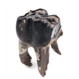 Lot 264 Ancient Fossilized Wooly Mammoth Tooth