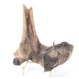 Lot 267 Well Preserved Ancient Fossilized Dinosaur Bone