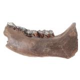 Lot 268 Fantastic Woolly Mammoth Mandible Section wTeeth