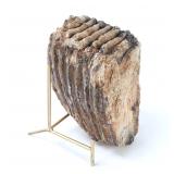 Lot 269 Large Mammoth Molar, Pleistocene Epoch