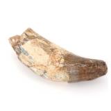 Lot 277 Fossilized Spinosaurus Claw