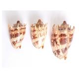 Lot 157 Group of Three Imperial Volute Seashell