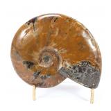 Lot 234 Handsome Ancient Fossilized Polished Ammonite Fossil