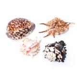 Lot 236 Group of Four Sea Shells
