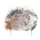 Lot 240 Wonderful Ancient Slab of Petrified Wood wStand