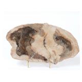 Lot 242 Gorgeous Ancient Petrified Wood Slab wStand