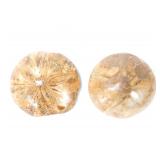 Lot 248 Gorgeous Pair of Ancient Fossilized Sand Dollars
