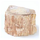 Lot 249 Ancient Petrified Wood Branch Section