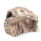 Lot 250 Ancient Fossilized Branch Section