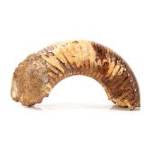 Lot 255 Ancient Fossilized Ammonite Section