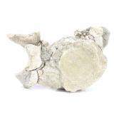 Lot 257 Ancient Dinosaur Bone Vertebra in Preserved Matrix