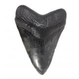 Lot 258 Ancient Fossilized Megalodon Tooth