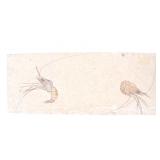 Lot 259 Carpopenaeus Shrimp Cretaceous Fossil