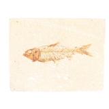 Lot 260 Ancient Fossilized Fish Slab