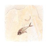 Lot 262 Wonderful Fossilized Ancient Fish