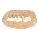 Lot 263 Ancient Fossilized Mosasaur Teeth & Jaw