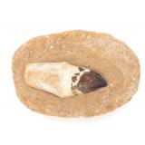 Lot 264 Ancient Fossilized Mosasaur Tooth