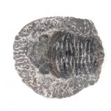 Lot 265 Ancient Trilobite Fossil
