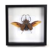 Lot 397 Handsome Elephant Beetle wBrown Shell & Yellow Wings