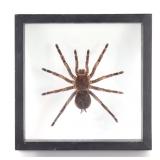 Lot 398 Wonderful Mounted Tarantula