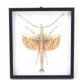 Lot 399 Mounted Phasma Gigas Stick Insect