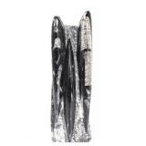 Lot 214 Beautiful Polished Orthoceras Fossil Tower Specimen