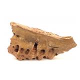 Lot 224 Ancient Fossilized Dinosaur Jawbone
