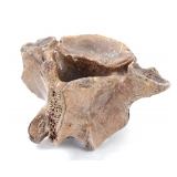 Lot 229 Fine Fossilized Dinosaur Spinal Bone