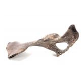 Lot 233 Wonderful Ancient Dinosaur Pelvic Bone Section
