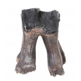 Lot 234 Ancient Woolly Rhinoceros Fossilized Tooth