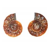 Lot 235 Pair of Cut and Polished Ammonite Fossils