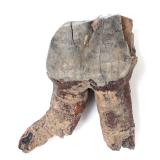 Lot 239 Wonderful Ancient Woolly Rhino Tooth