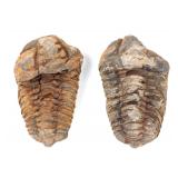 Lot 242 Two Large Ancient Fossilized Trilobites
