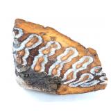 Lot 243 Wonderful Cross Cut Section of Mammoth Section