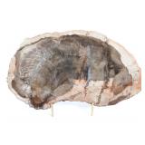 Lot 245 Gorgeous Ancient Petrified Wood Slab wStand