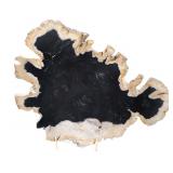 Lot 246 Petrified Wood Specimen with Deep Black Core