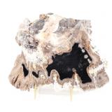 Lot 252 Gorgeous Slab of Petrified Gopher Wood