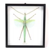 Lot 502 Beautiful Bright Green Eurycnema Versirubra