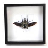 Lot 503 Framed Green & Black Rhinoceros Beetle