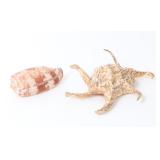 Lot 198 Two Lovely Sea Shells, Conus Geographus & Spider Conch